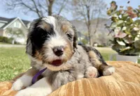 Lilly, Purple Girl, a female Miniature Bernedoodle for sale in Salt Lake City, UT – Photo 2 of 6