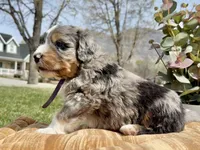 Lilly, Purple Girl, a female Miniature Bernedoodle for sale in Salt Lake City, UT – Photo 5 of 6
