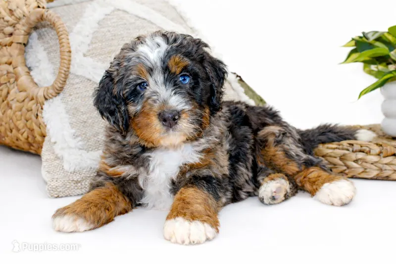 Poppy – Miniature Bernedoodle puppy for sale in Salt Lake City, UT
