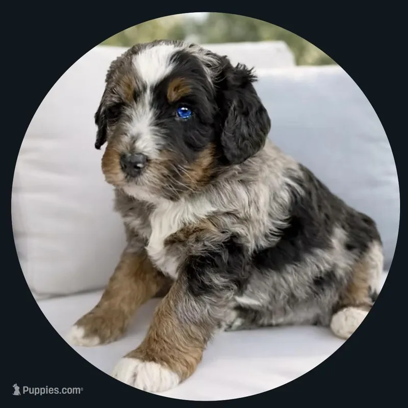Poppy – Miniature Bernedoodle puppy for sale in Salt Lake City, UT