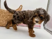 Daisy, Pink Collar Girl, a female Miniature Bernedoodle for sale in Salt Lake City, UT – Photo 4 of 5