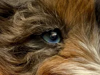 Daisy, Pink Collar Girl, a female Miniature Bernedoodle for sale in Salt Lake City, UT – Photo 3 of 5