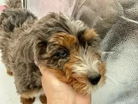 Daisy, Pink Collar Girl, a female Miniature Bernedoodle for sale in Salt Lake City, UT – Photo 5 of 5