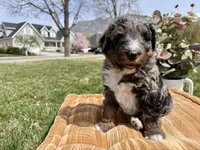 Atticus, Red Boy, a male Miniature Bernedoodle for sale in Salt Lake City, UT – Photo 8 of 8
