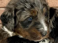 Atticus, Red Boy, a male Miniature Bernedoodle for sale in Salt Lake City, UT – Photo 1 of 8