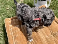 Atticus, Red Boy, a male Miniature Bernedoodle for sale in Salt Lake City, UT – Photo 5 of 8