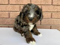 Atticus, Red Boy, a male Miniature Bernedoodle for sale in Salt Lake City, UT – Photo 3 of 8