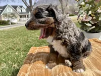 Atticus, Red Boy, a male Miniature Bernedoodle for sale in Salt Lake City, UT – Photo 6 of 8