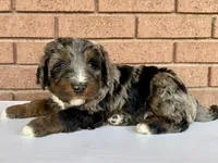 Atticus, Red Boy, a male Miniature Bernedoodle for sale in Salt Lake City, UT – Photo 4 of 8