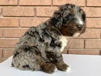 Atticus, Red Boy, a male Miniature Bernedoodle for sale in Salt Lake City, UT – Photo 7 of 8