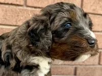 Atticus, Red Boy, a male Miniature Bernedoodle for sale in Salt Lake City, UT – Photo 2 of 8