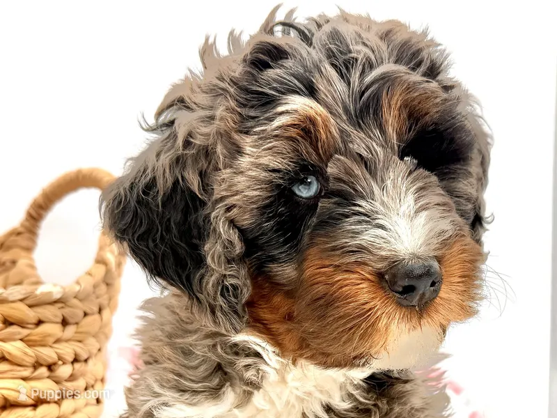 Atticus, Red Boy – Miniature Bernedoodle puppy for sale in Salt Lake City, UT