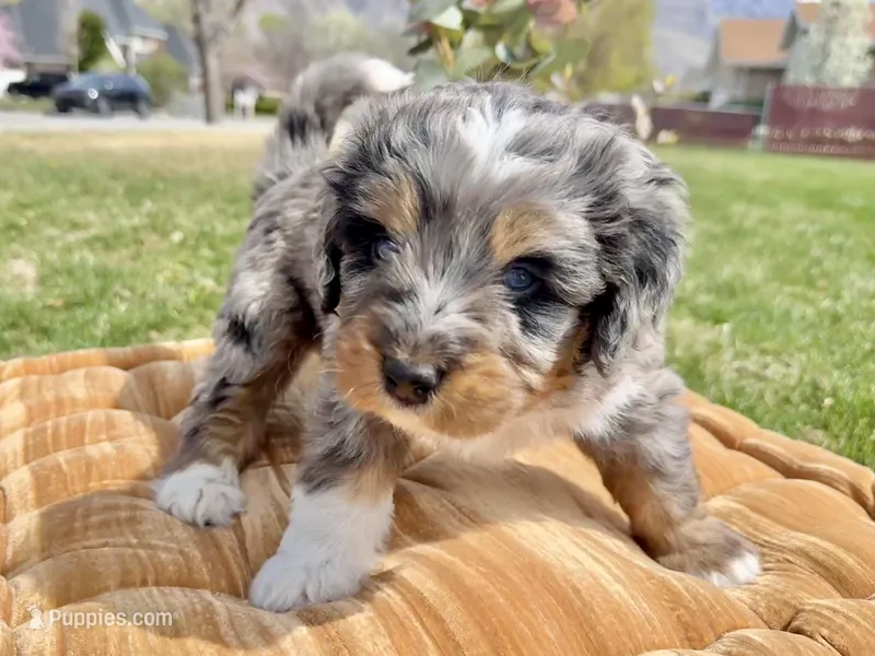 Yellow Boy – Miniature Bernedoodle puppy for sale in Salt Lake City, UT