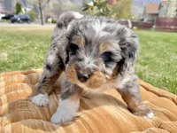Yellow Boy, a male Miniature Bernedoodle for sale in Salt Lake City, UT – Photo 1 of 5