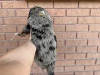 Yellow Boy, a male Miniature Bernedoodle for sale in Salt Lake City, UT – Photo 2 of 5