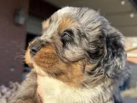 Yellow Boy, a male Miniature Bernedoodle for sale in Salt Lake City, UT – Photo 4 of 5