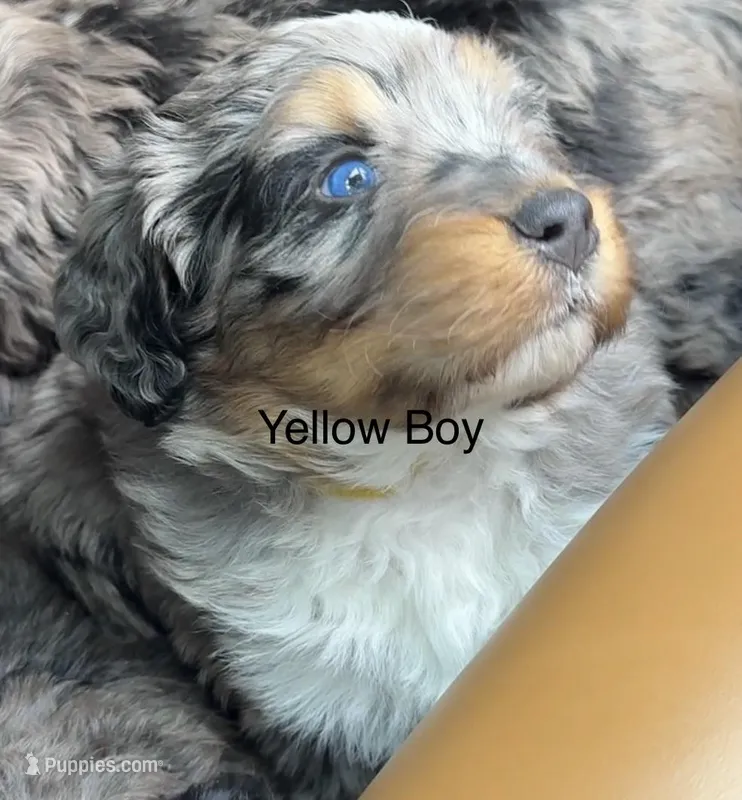 Yellow Boy – Miniature Bernedoodle puppy for sale in Salt Lake City, UT