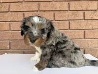 Yellow Boy, a male Miniature Bernedoodle for sale in Salt Lake City, UT – Photo 3 of 5