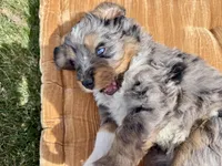 Yellow Boy, a male Miniature Bernedoodle for sale in Salt Lake City, UT – Photo 5 of 5