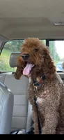 Reba, a female Miniature Goldendoodle for sale in Cleveland, TN – Photo 2 of 2