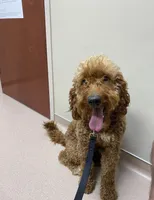 Reba, a female Miniature Goldendoodle for sale in Cleveland, TN – Photo 1 of 2