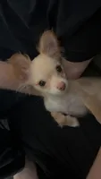 Mochi, a male Chihuahua for sale in South Bend, IN – 4 of 5