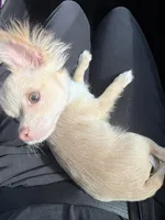 Mochi, a male Chihuahua for sale in South Bend, IN – 3 of 5