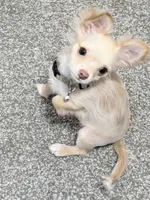 Mochi, a male Chihuahua for sale in South Bend, IN – 2 of 5