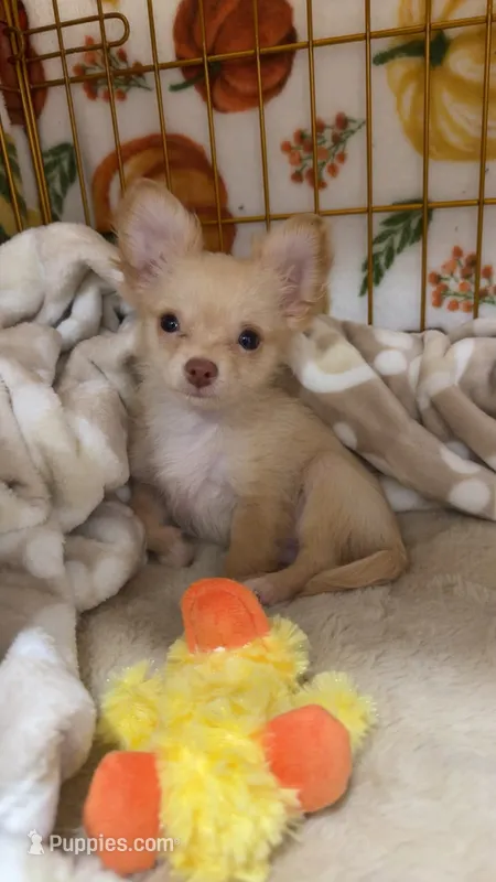 Mochi – Chihuahua puppy for sale in South Bend, IN