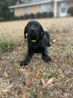 GSP / Retriever puppies , a female German Shorthaired Pointer and Golden Retriever for sale in Pooler, GA – Photo 3 of 7