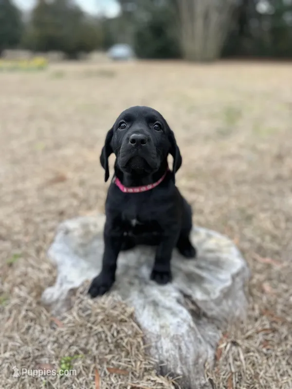 GSP / Retriever puppies 