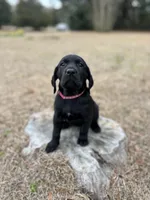 GSP / Retriever puppies , a female German Shorthaired Pointer and Golden Retriever for sale in Pooler, GA – Photo 1 of 7