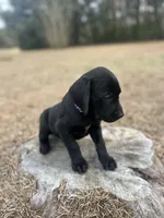 GSP / Retriever puppies , a female German Shorthaired Pointer and Golden Retriever for sale in Pooler, GA – Photo 2 of 7
