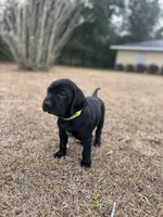 GSP / Retriever puppies , a female German Shorthaired Pointer and Golden Retriever for sale in Pooler, GA – Photo 4 of 7