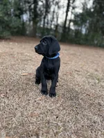 GSP / Retriever puppies , a female German Shorthaired Pointer and Golden Retriever for sale in Pooler, GA – Photo 6 of 7