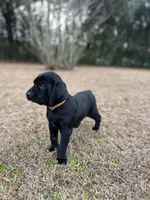 GSP / Retriever puppies , a female German Shorthaired Pointer and Golden Retriever for sale in Pooler, GA – Photo 5 of 7