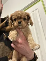 Cookie, a male Cavalier King Charles Spaniel for sale in Meridian, ID – Photo 1 of 4