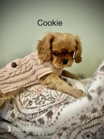 Cookie