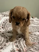 Cookie, a male Cavalier King Charles Spaniel for sale in Meridian, ID – Photo 4 of 4