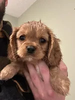 Jack, a male Cavalier King Charles Spaniel for sale in Meridian, ID – Photo 1 of 4