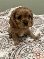 Jack, a male Cavalier King Charles Spaniel for sale in Meridian, ID – Photo 3 of 4