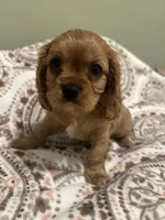 Jack, a male Cavalier King Charles Spaniel for sale in Meridian, ID – Photo 2 of 4