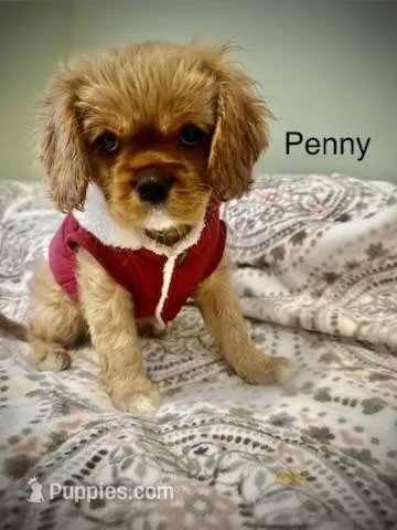Penny