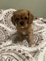 Penny, a male Cavalier King Charles Spaniel for sale in Meridian, ID – Photo 3 of 4