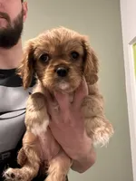 Penny, a male Cavalier King Charles Spaniel for sale in Meridian, ID – Photo 2 of 4