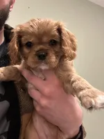 Penny, a male Cavalier King Charles Spaniel for sale in Meridian, ID – Photo 1 of 4