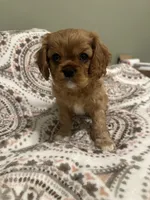 Penny, a male Cavalier King Charles Spaniel for sale in Meridian, ID – Photo 4 of 4