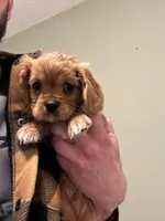 Thomas, a male Cavalier King Charles Spaniel for sale in Meridian, ID – Photo 1 of 3