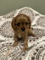 Thomas, a male Cavalier King Charles Spaniel for sale in Meridian, ID – Photo 2 of 3