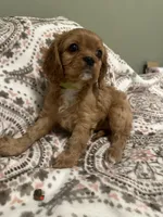 Penelope, a male Cavalier King Charles Spaniel for sale in Meridian, ID – Photo 5 of 5